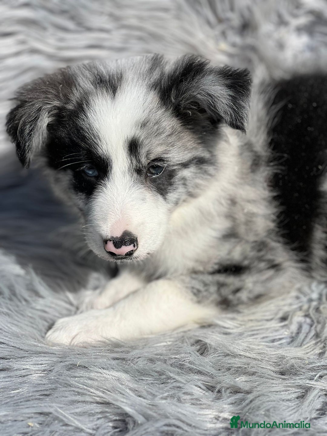 Border Collie perros en venta: Border collie  - Imagen 1