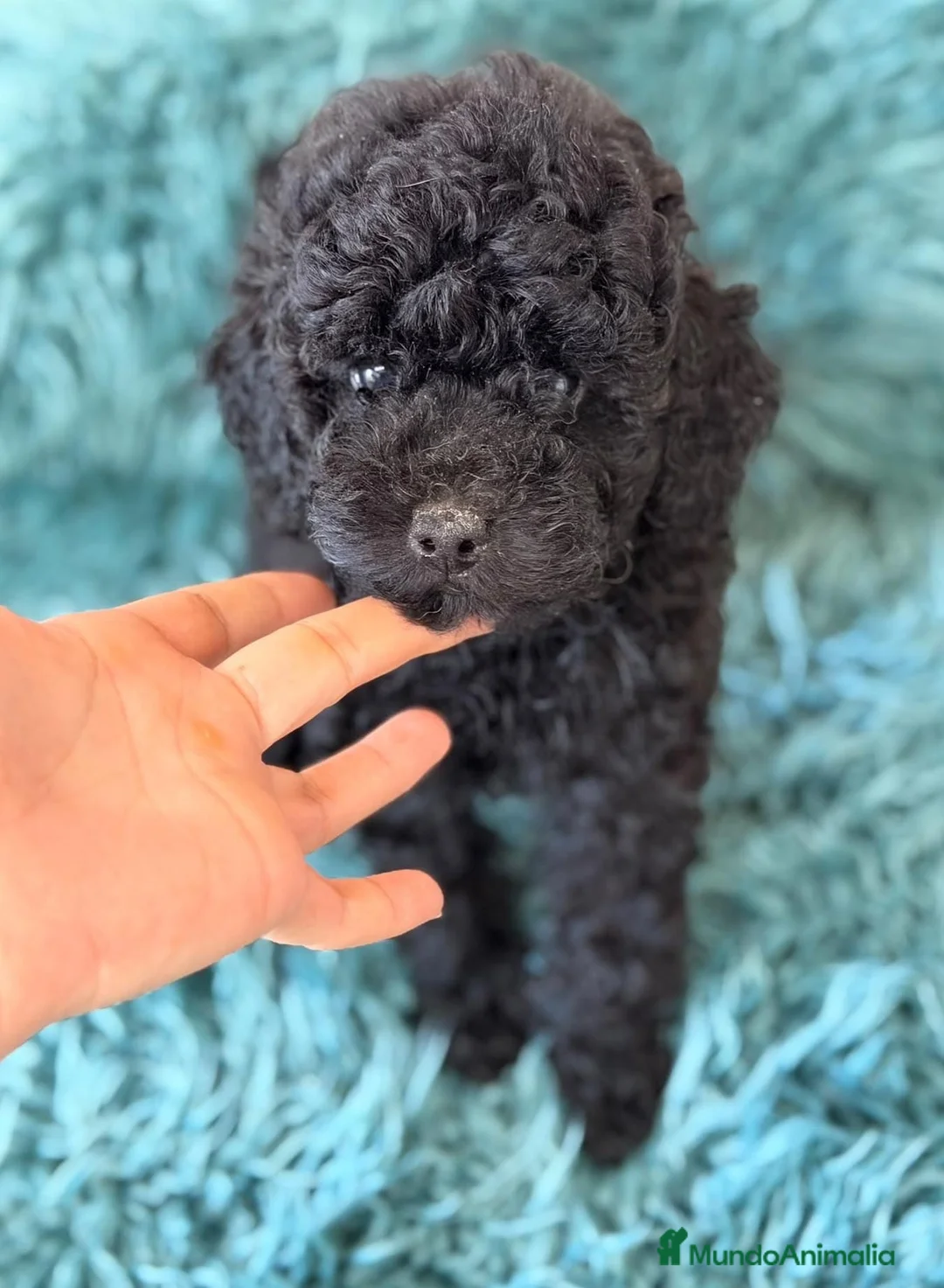 Caniche Toy perros en venta: Preciosos caniches toy💙🐾 - Anuncio 1