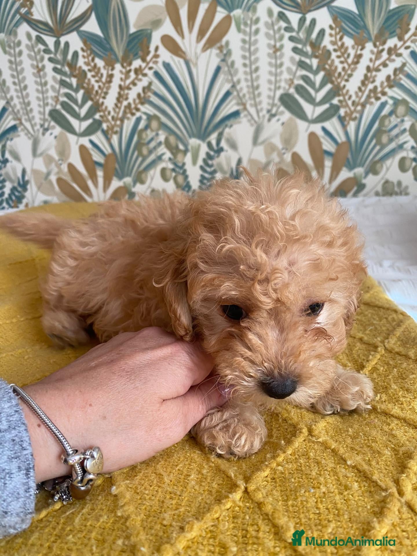 Caniche Toy perros Ultimo de la camada 🧡 - Anuncio 2