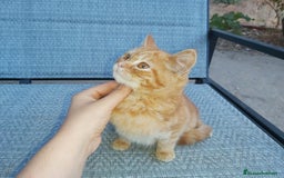 Británico de Pelo Corto gatos en venta: Bristish shorthair machito precioso - Imagen 4