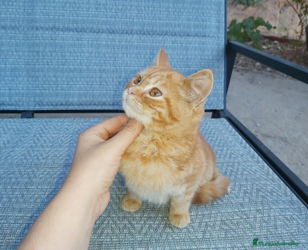 Británico de Pelo Corto gatos en venta: Bristish shorthair machito precioso - Imagen 4
