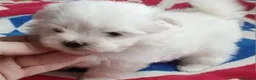 Bichón Maltés perros en venta: ‼️‼️PRECIOSA CAMADA DE BiCHON MALTES COREANO TOY - Anuncio 1