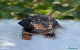 Teckel Miniatura perros en venta: Tecker arlequín  - Imagen 3