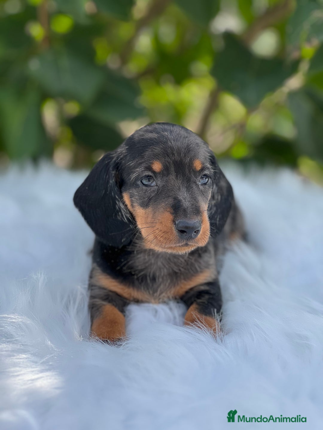 Teckel Miniatura perros en venta: Tecker arlequín  - Imagen 3