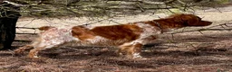 Épagneul Breton perros en venta: Epagneul bretón  - Anuncio 6