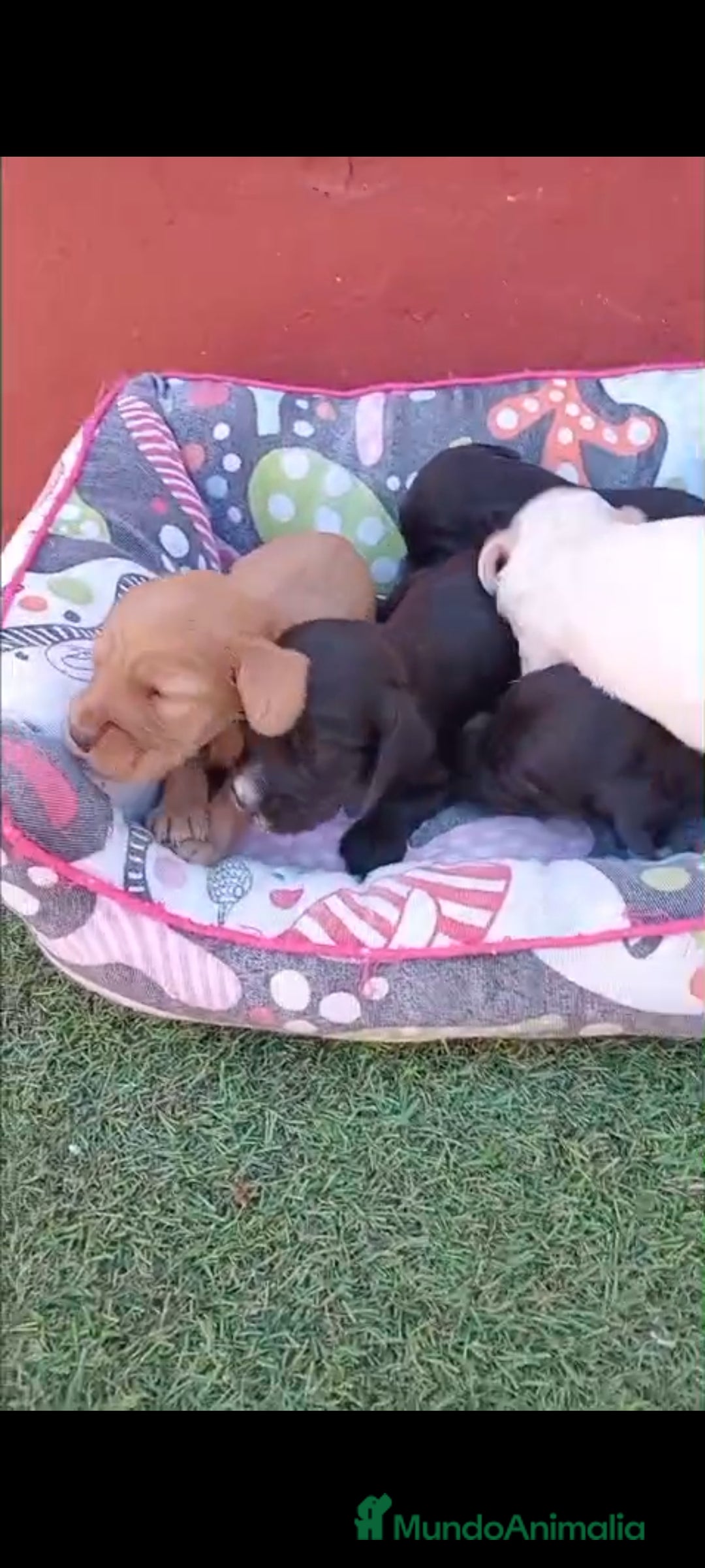 Cocker Spaniel Inglés perros en venta: Cocker spaniel ingles  - Imagen 6