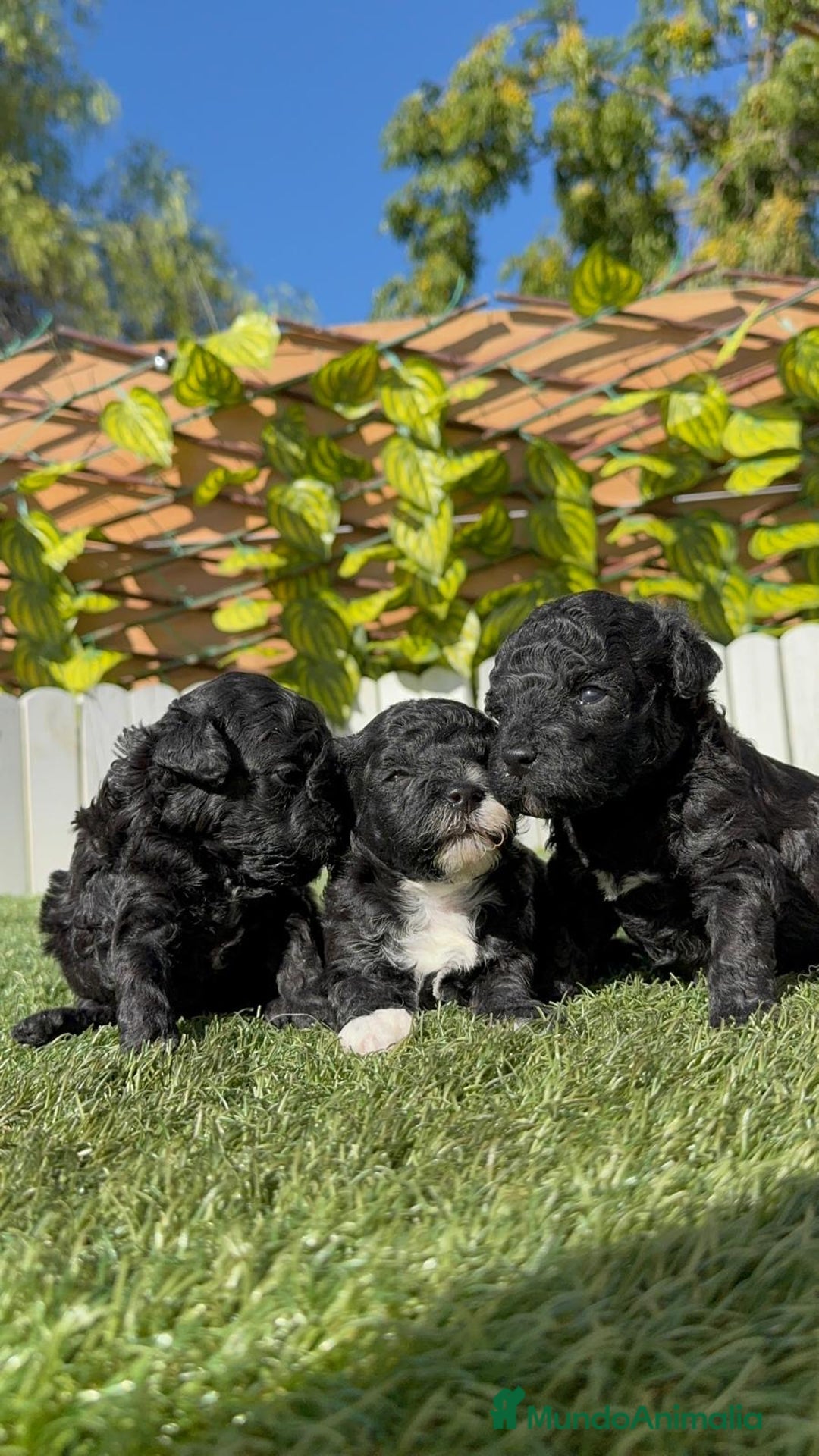 Caniche Toy perros en venta: CANICHE TOY - Imagen 19