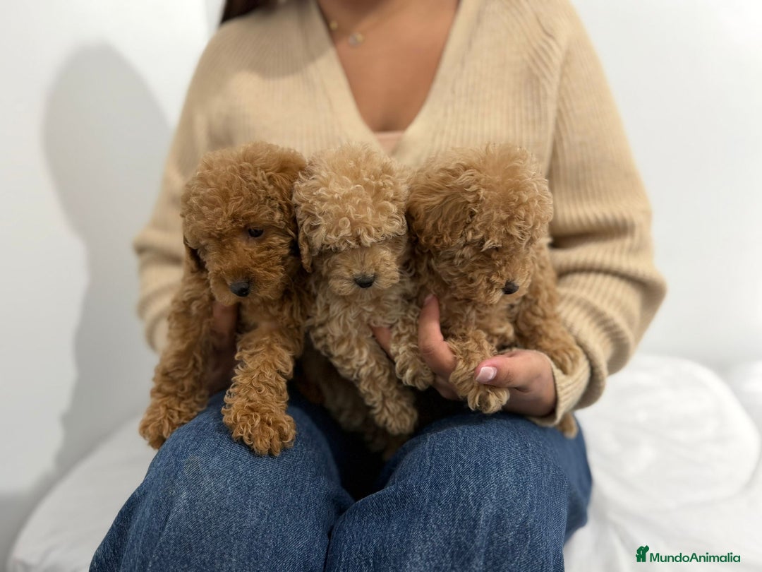 Caniche Toy perros en venta: Caniche Toy  - Anuncio 5