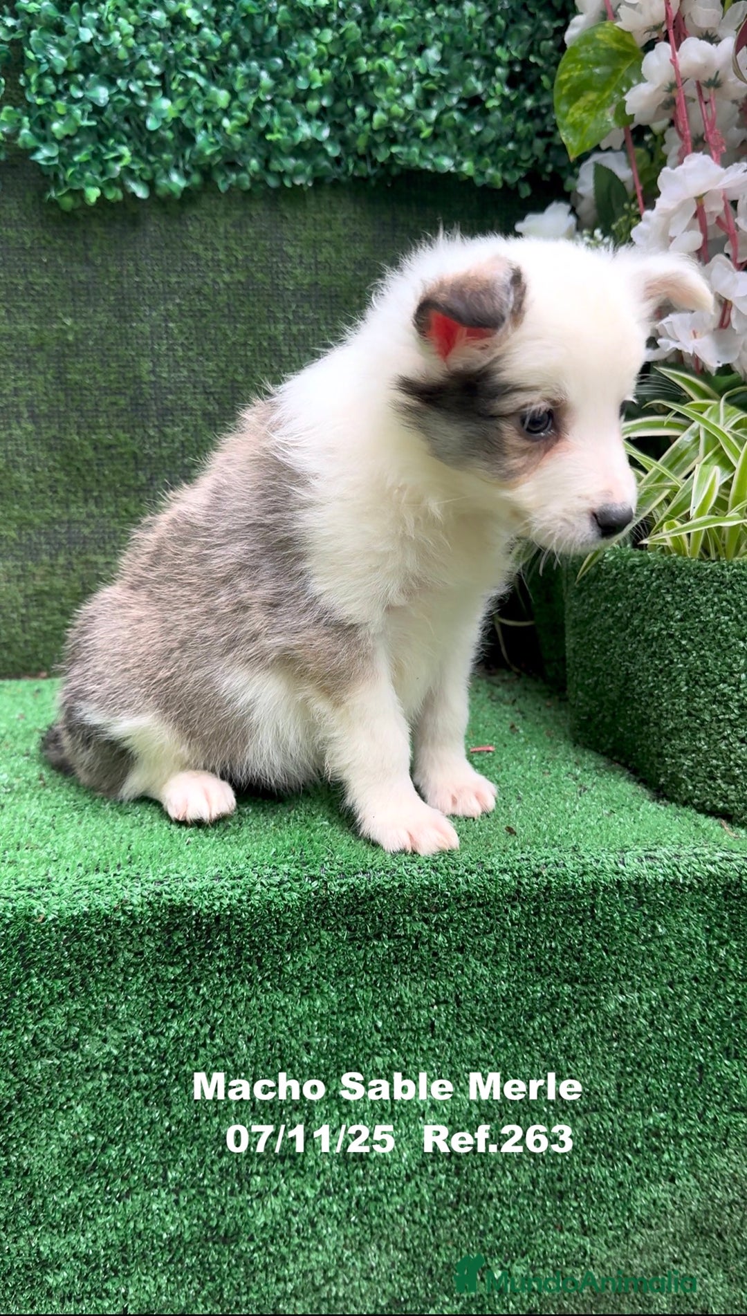 Border Collie perros en venta: Border Collie  - Anuncio 28