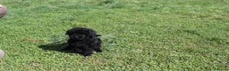 Caniche Enano perros en venta: Caniche negro macho - Anuncio 5