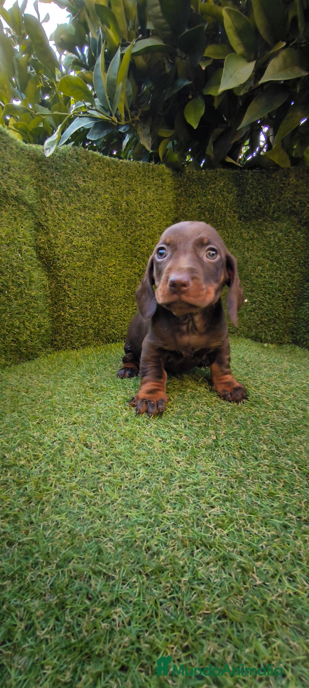 Teckel Miniatura perros en venta: camada de teckel miniatura varios colores  - Anuncio 7