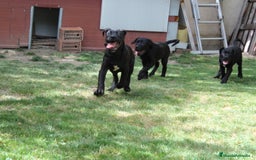 Cane Corso perros en venta: Cachorros Cane Corso disponibles en Segovia  - Imagen 22