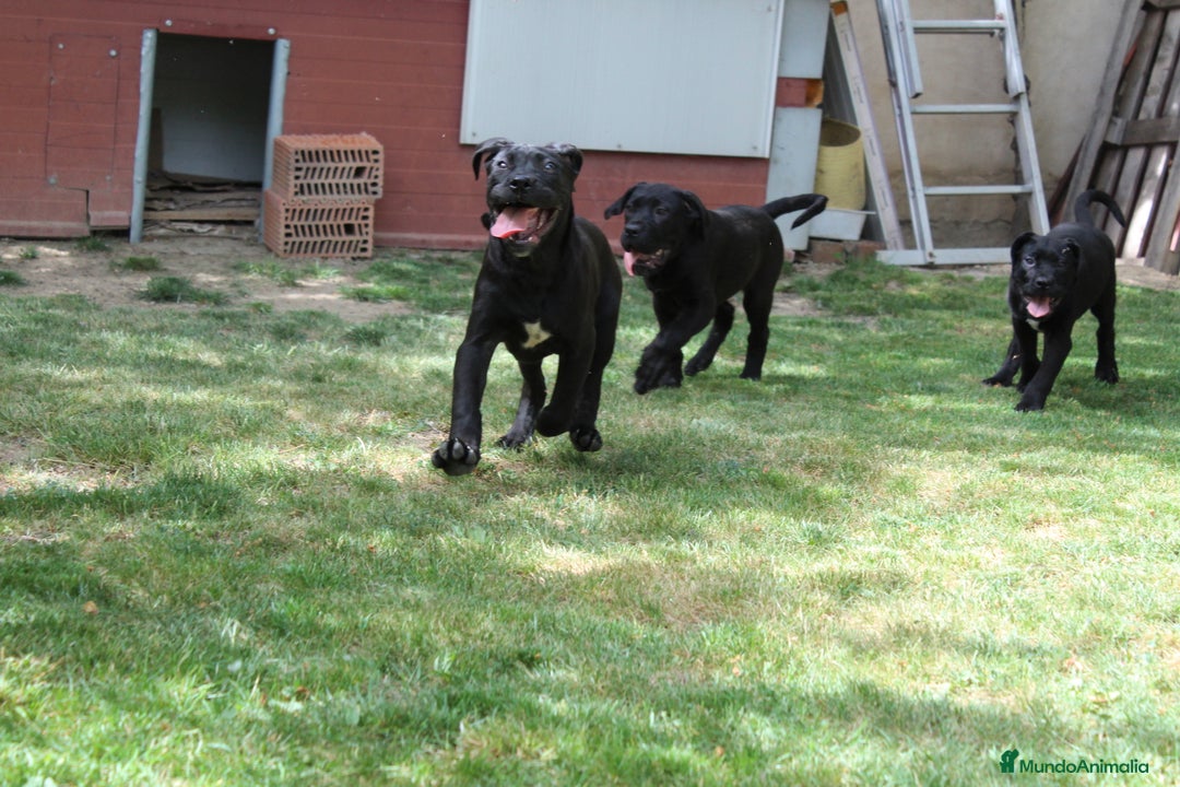 Cane Corso perros en venta: Cachorros Cane Corso disponibles en Segovia  - Imagen 22