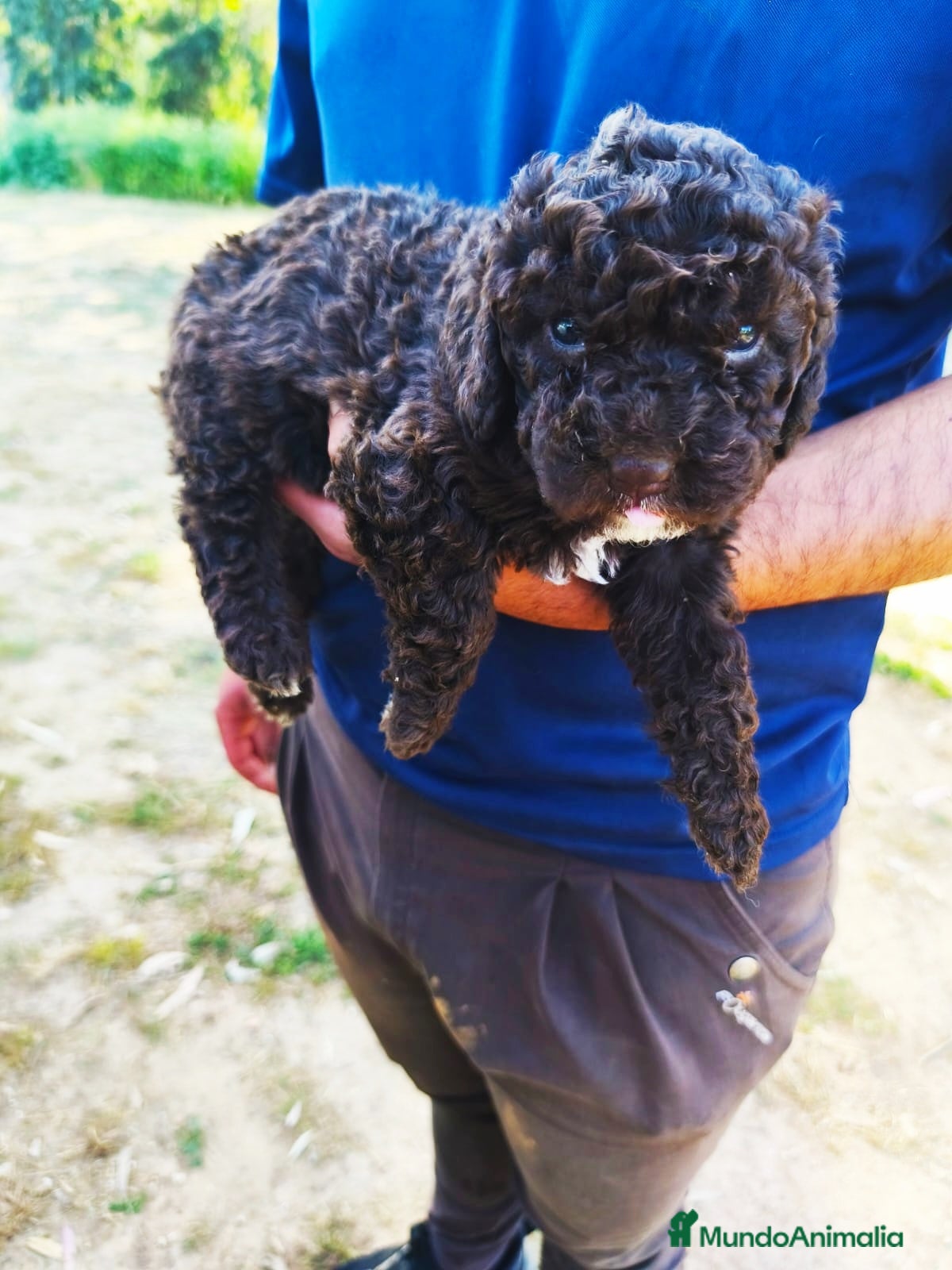 Perro de Agua Español perros PERRO DE AGUA - Anuncio 1