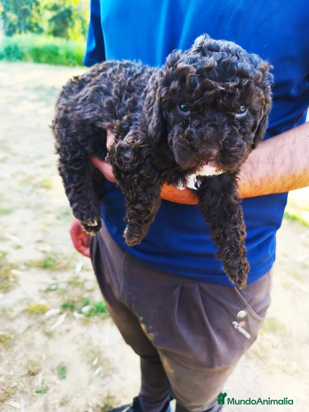 Perro de Agua Español perros en venta: PERRO DE AGUA - Anuncio 1