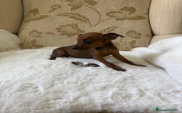 Pinscher Miniatura perros en venta: Pinscher Miniatura cachorros de ensueño - Imagen 26