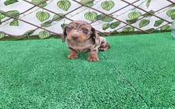 Teckel Miniatura perros en venta: TECKEL MINI ARLEQUIN CHOCOLATE  - Imagen 3