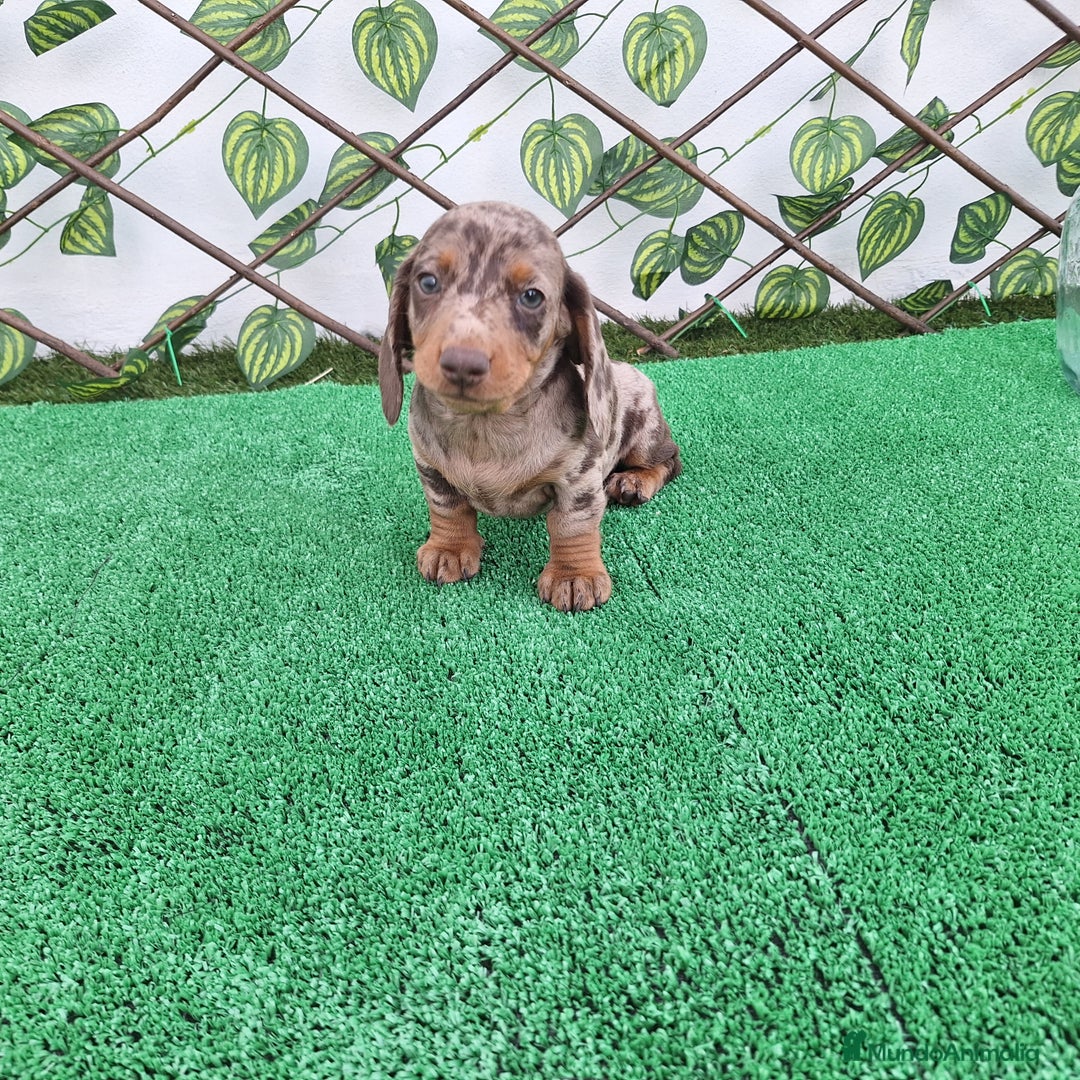 Teckel Miniatura perros en venta: TECKEL MINI ARLEQUIN CHOCOLATE  - Imagen 3