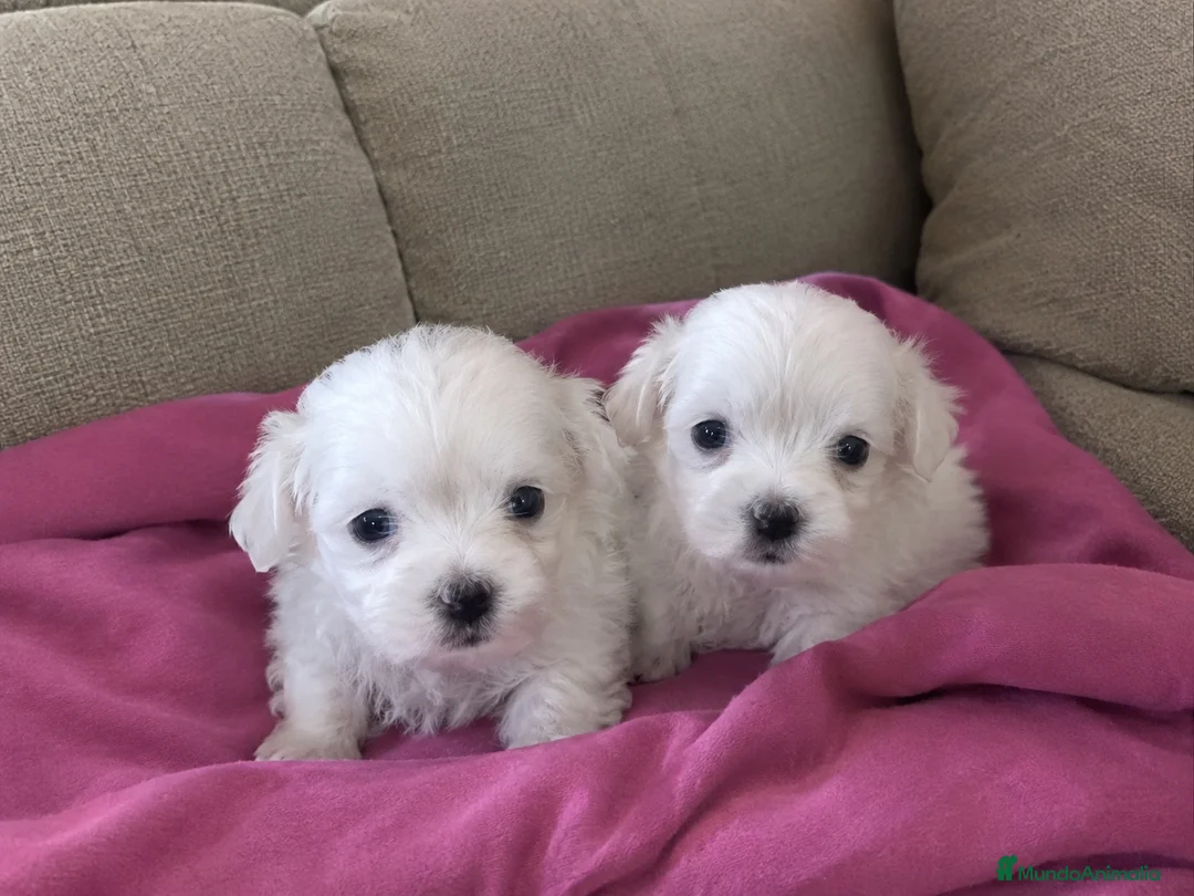 Bichón Maltés perros en venta: Bichon maltés 🐻🐾 - Anuncio 1