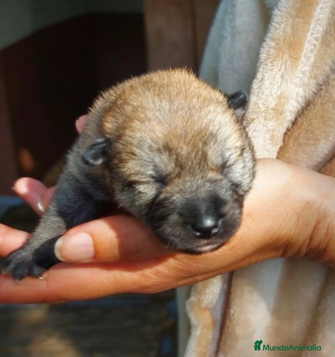 Shiba Inu perros en venta: SHIBA INU SELECCIÓN - Imagen 10