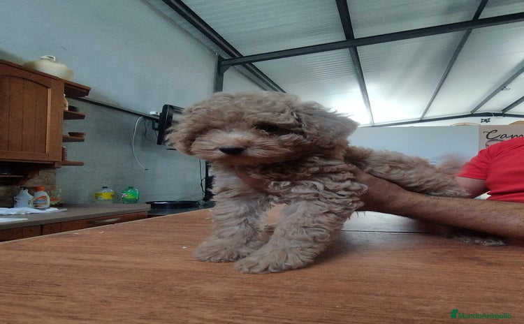 Caniche Enano perros - Anuncio 8