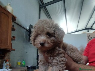 Caniche Enano perros - Anuncio 1