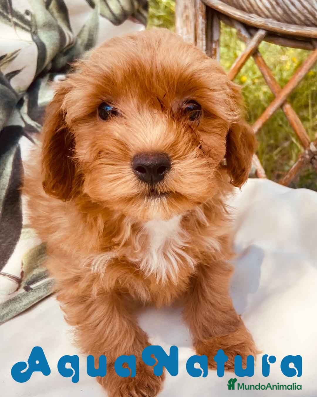 Caniche Enano perros Havapoo Hembra de Haya y Alejo 6890 - AQUANATURA en Barcelona - Anuncio 21