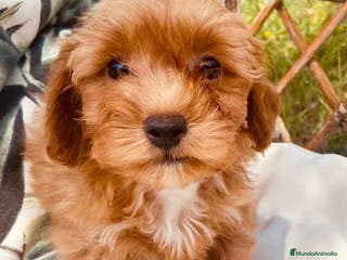 Caniche Enano perros Havapoo Hembra de Haya y Alejo 6890 - AQUANATURA en Barcelona - Anuncio 11