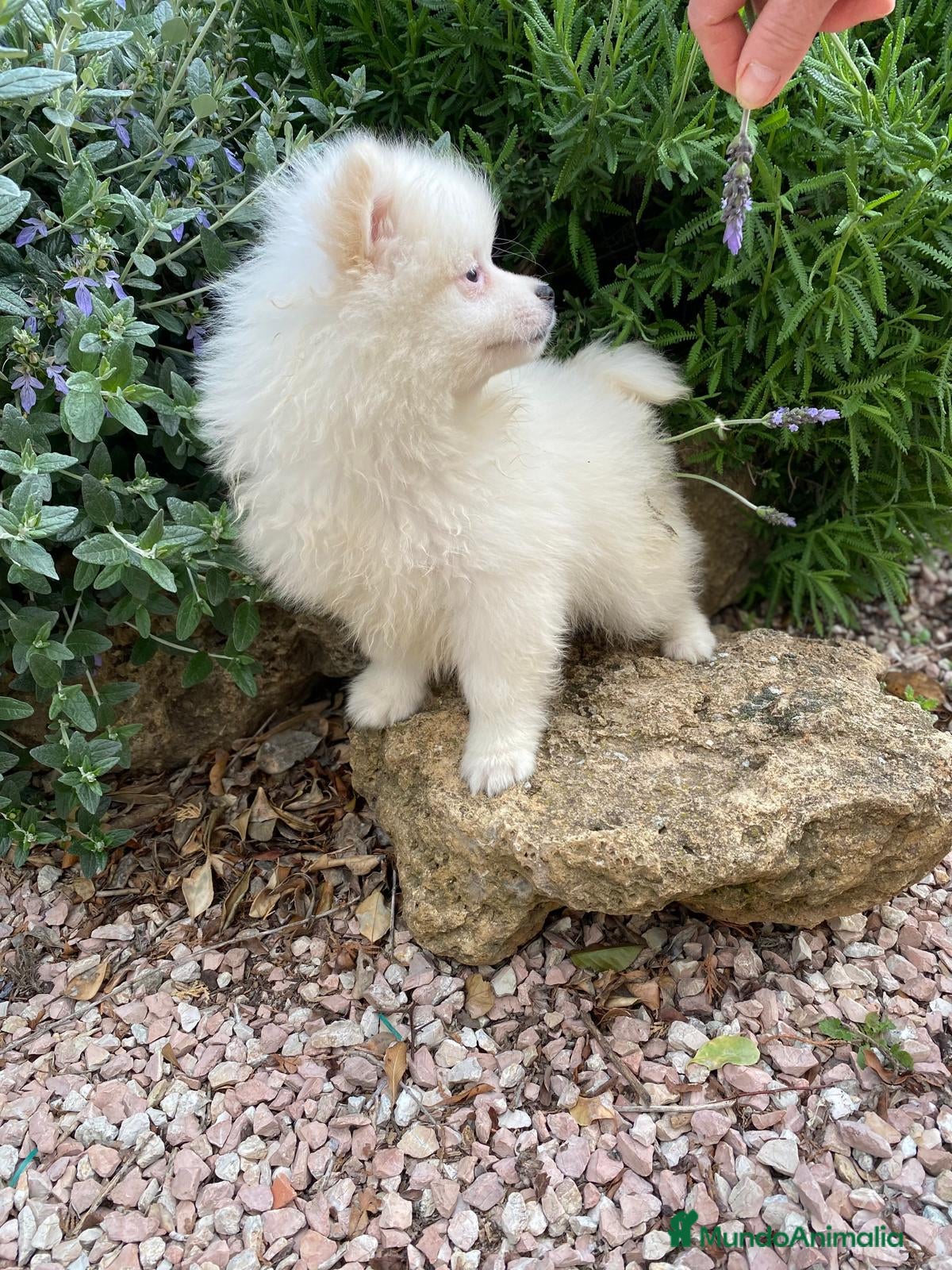 Pomerania perros Cachorros raza Pomerania machos  en Granada - Anuncio 2