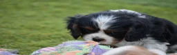 Cavalier King Charles Spaniel perros en venta: cachorro calidad compañia - Anuncio 8