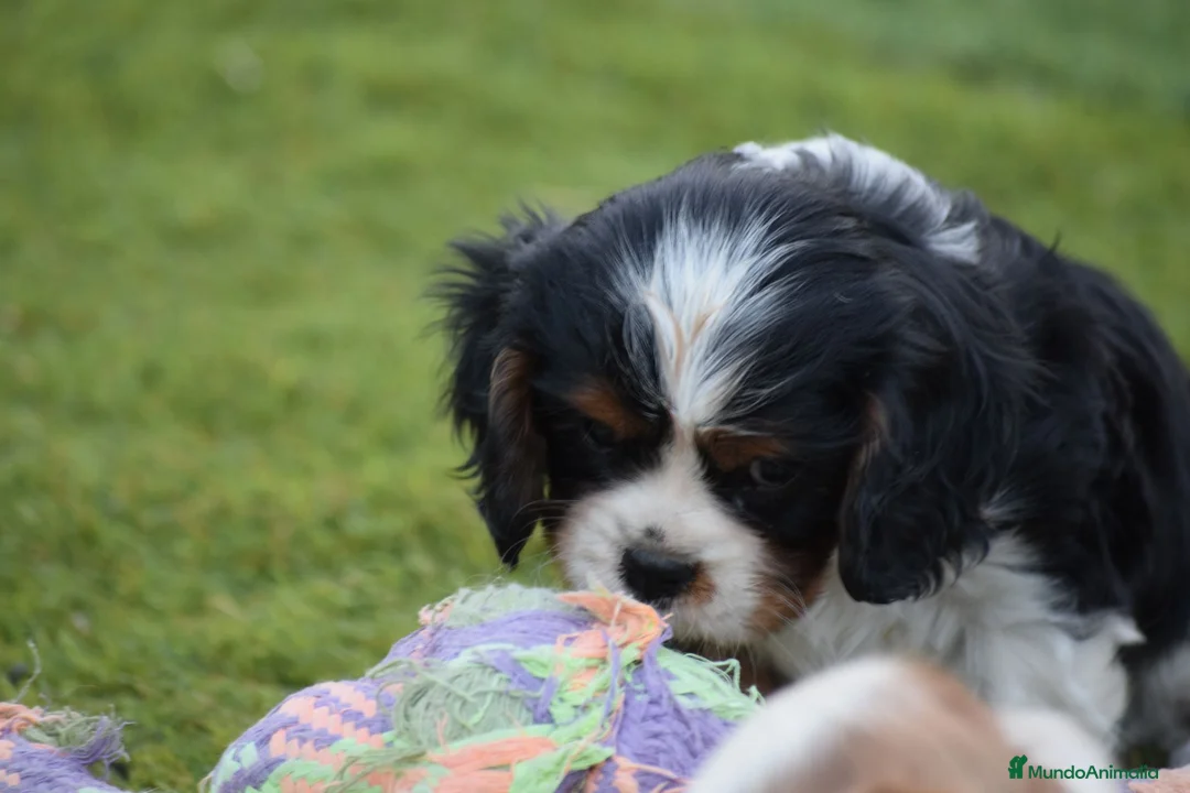 Cavalier King Charles Spaniel perros en venta: cachorro calidad compañia - Anuncio 8