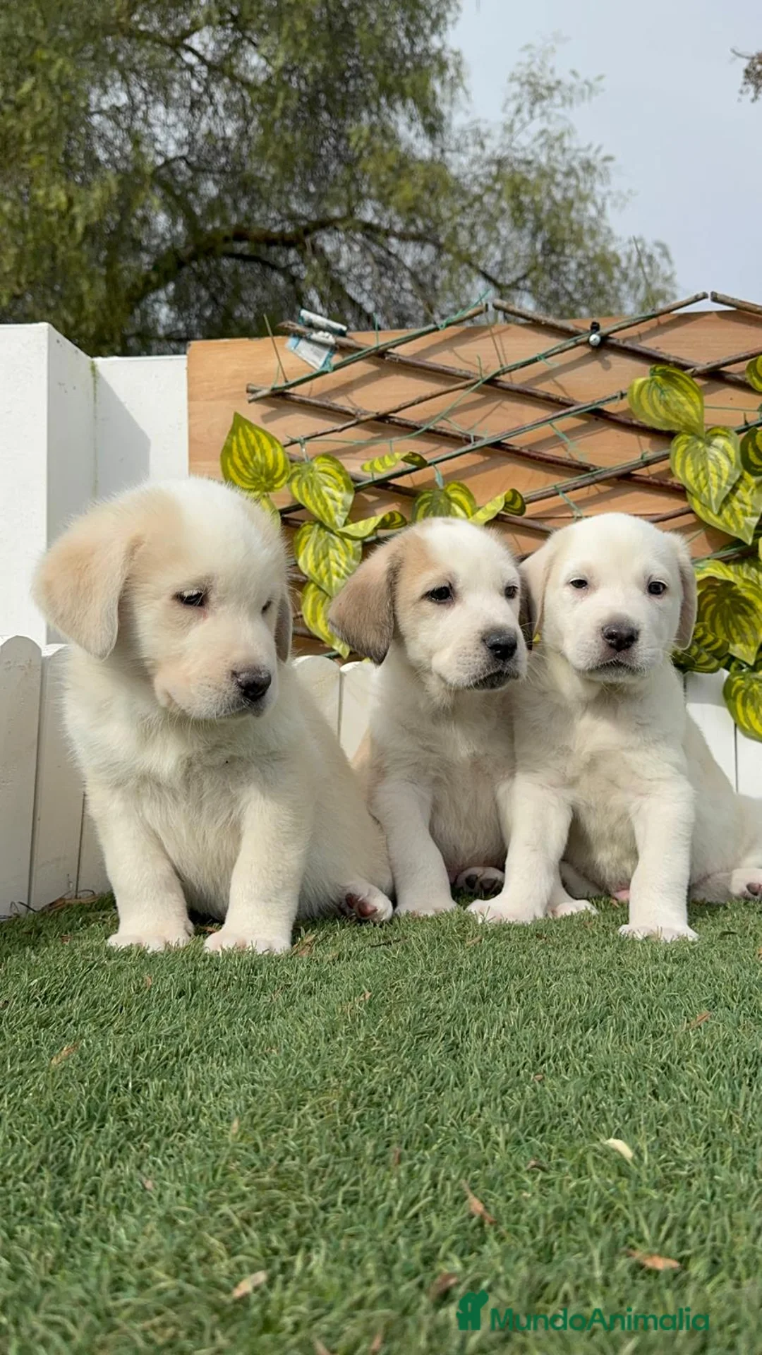 Mastín Español perros en venta: MASTIN ESPAÑOL MACHO - Anuncio 19