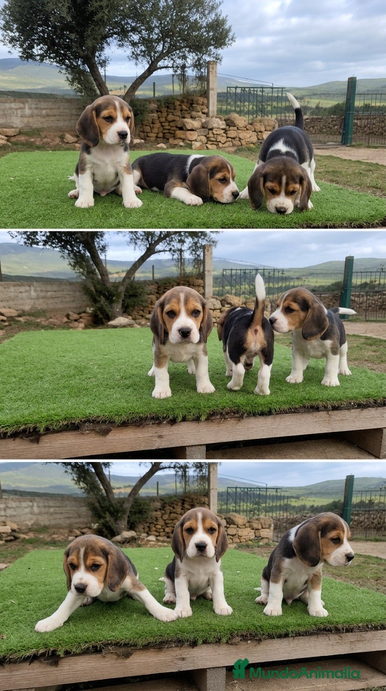 Beagle perros BEAGLE CACHORROS - CIUDAD REAL  - Anuncio 1