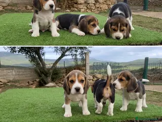 Beagle perros BEAGLE CACHORROS - BARCELONA - Anuncio 2