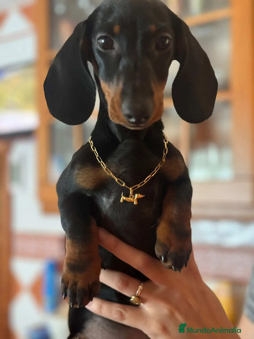 Teckel Miniatura perros en venta: TECKEL KANINCHEN TECKEL DEL PALMERAL CONÓCENOS - Anuncio 1