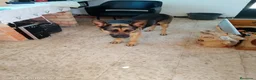 Pastor Alemán perros en venta:  Cachorros Pastor alemán🐶🐾 - Anuncio 3