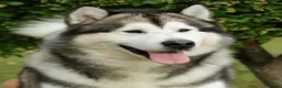 Alaskan Malamute perros en venta: Alaskan Malamute - Anuncio 7