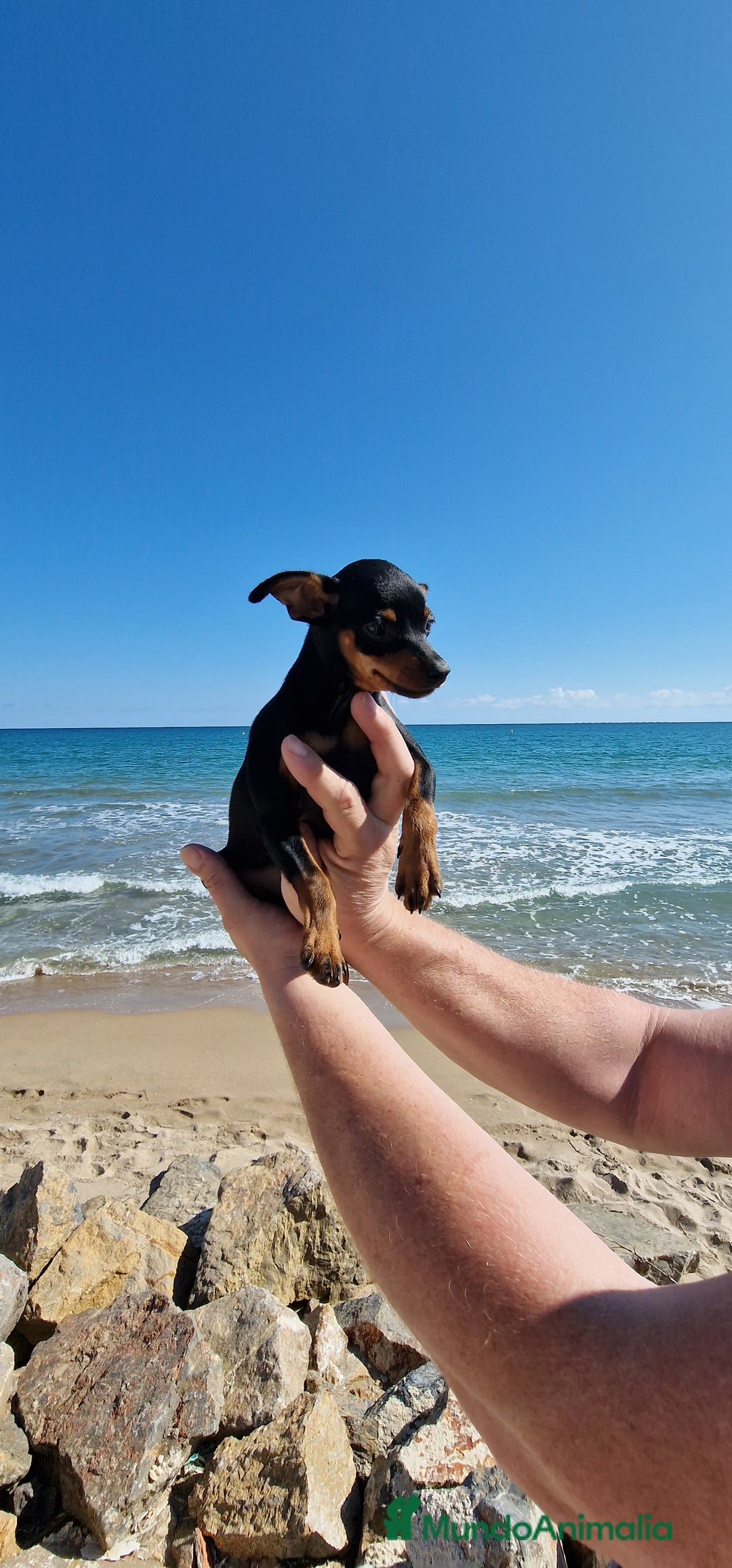 Pinscher Miniatura perros en venta: TOY TOY MINI PINCHER HEMBRA - Imagen 5