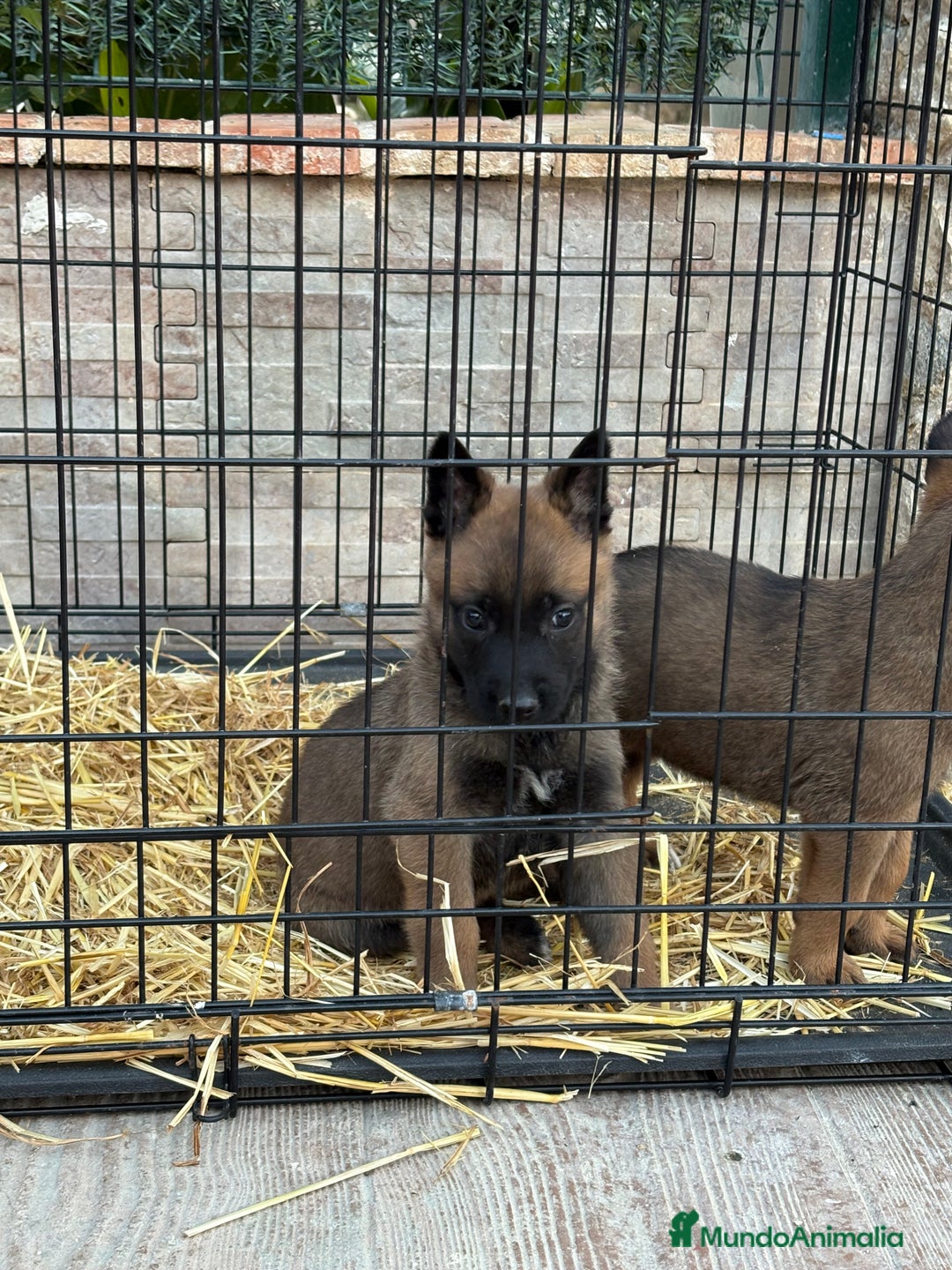 Pastor Belga Malinois perros en venta: Cachorros Malinois  - Anuncio 5