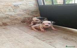 Dálmata perros en venta: Dalmata  - Imagen 3