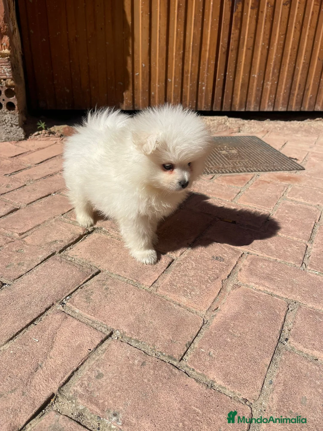 Pomerania perros en venta: Pomerania  mini  - Anuncio 1