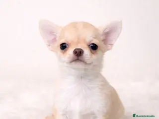 Chihuahua perros CHIHUAHUA CREMA TOY - Anuncio 1