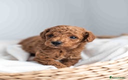 Caniche Toy perros en venta: Caniche toy machos - Imagen 1