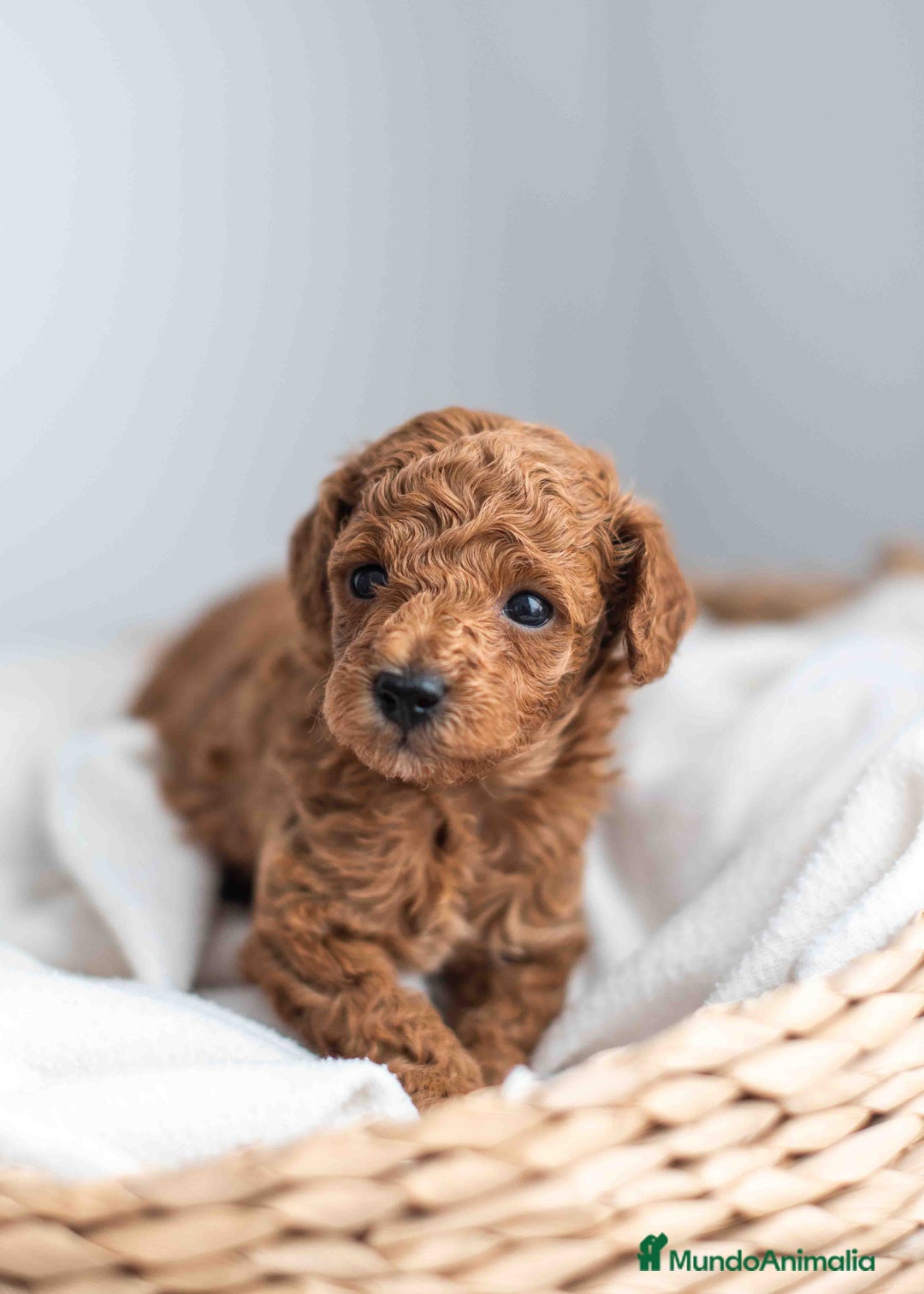 Caniche Toy perros en venta: Caniche toy machos - Imagen 1