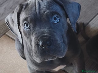 Cane Corso perros Cane corso - Anuncio 16