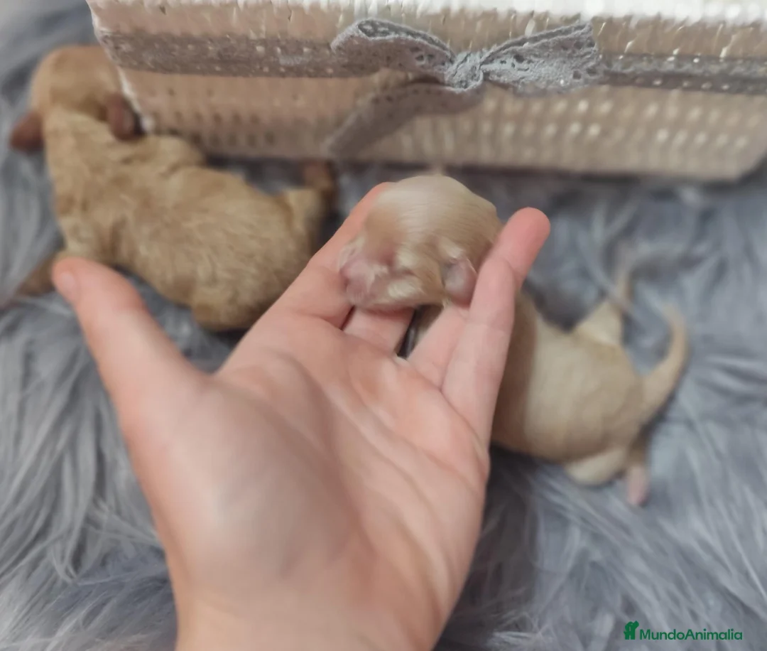 Maltipoo perros en venta: Maltipoo  - Anuncio 4