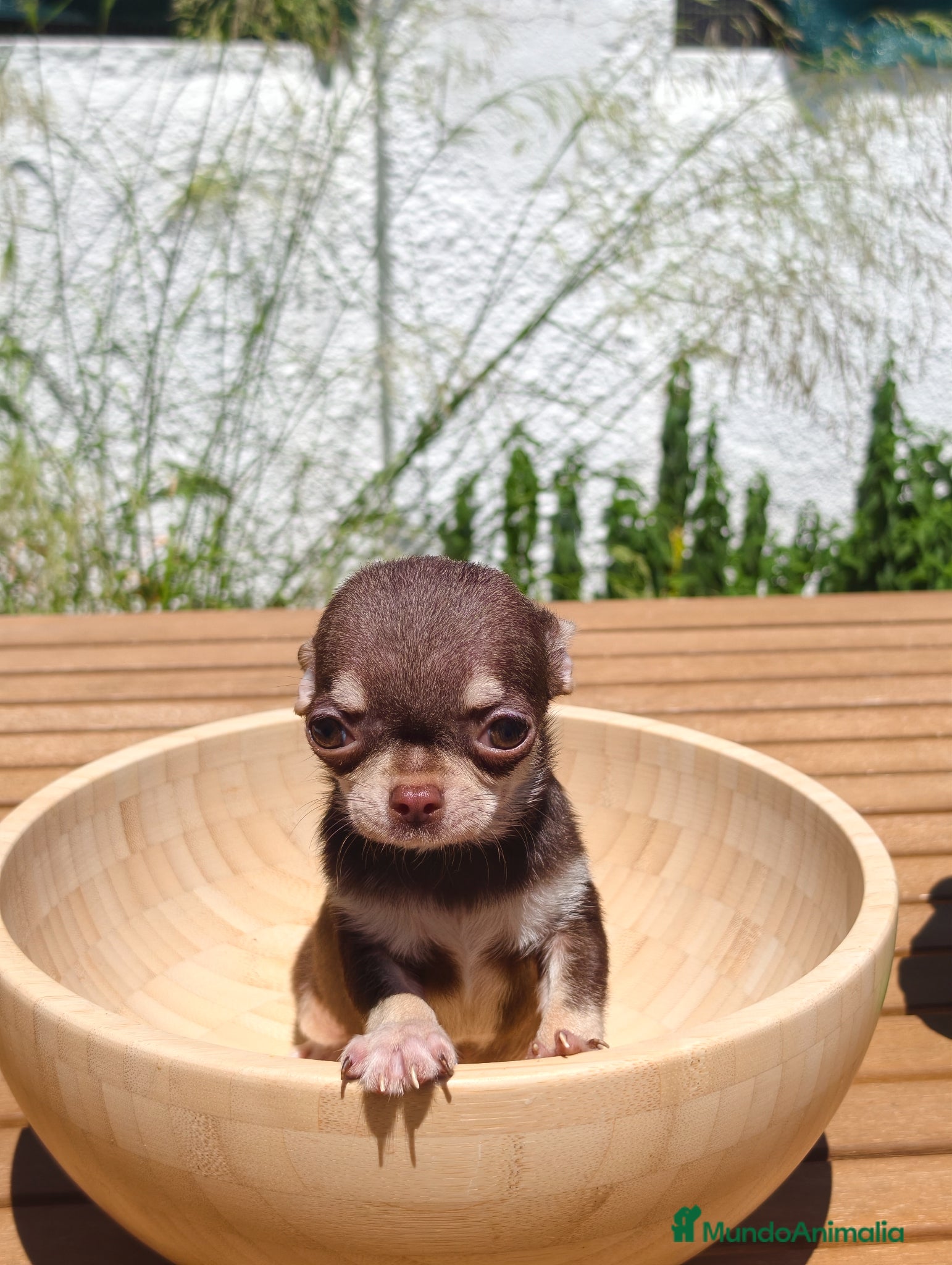 Chihuahua perros Chihuahua Toy macho bicolor  - Anuncio 1