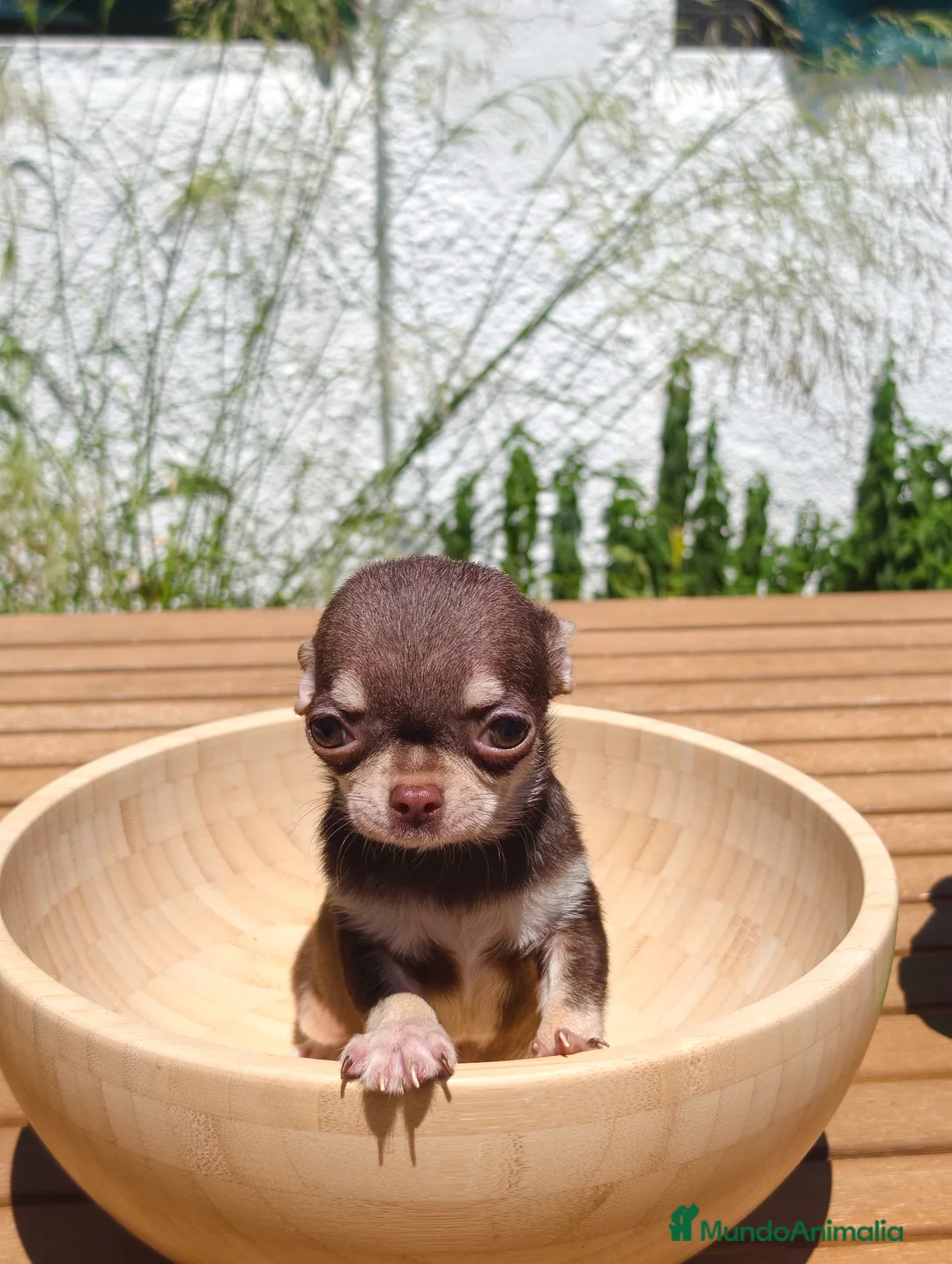 Chihuahua perros en venta: Chihuahua Toy macho bicolor  - Anuncio 1