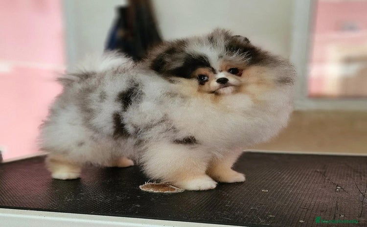 Pomerania perros - Anuncio 1