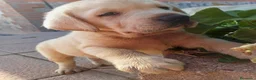 Labrador Retriever perros en venta: Labrador macho dorado🐶🐾 en Cádiz - Anuncio 5